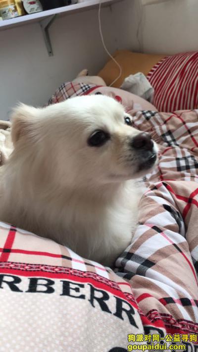 【上海找狗】，白色小母狗 酬金一万，它是一只非常可爱的宠物狗狗，希望它早日回家，不要变成流浪狗。