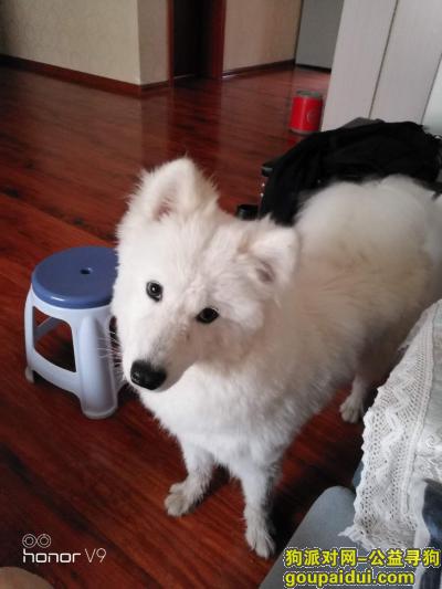 洛阳新区寻找白色萨摩耶，它是一只非常可爱的宠物狗狗，希望它早日回家，不要变成流浪狗。