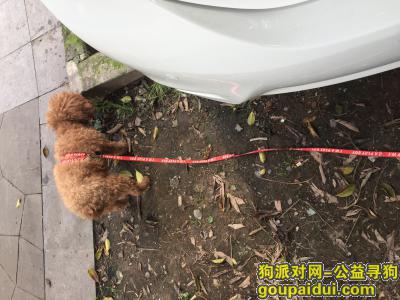 小型泰迪 重庆沙坪坝图书馆捡到，它是一只非常可爱的宠物狗狗，希望它早日回家，不要变成流浪狗。