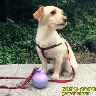 【杭州找狗】，于萧山区金色钱塘走丢黄色狗一只，它是一只非常可爱的宠物狗狗，希望它早日回家，不要变成流浪狗。