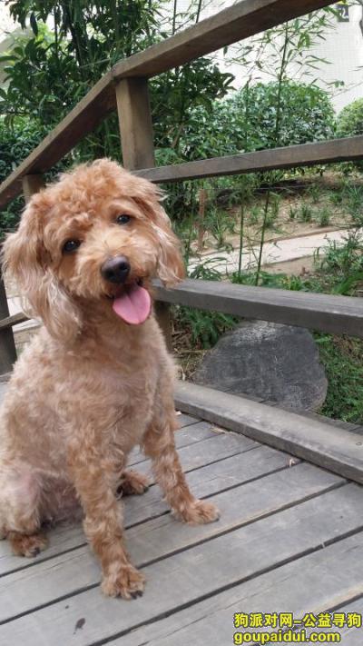 郑州找狗，泪寻泰迪串 中型 肩高0.4米重约20斤 毛稀疏不太卷曲 定酬谢，它是一只非常可爱的宠物狗狗，希望它早日回家，不要变成流浪狗。