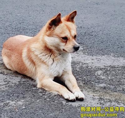 【成都找狗】，寻找2019年4月4日在双流大件路东升公墓附近走失的狗狗叮当，它是一只非常可爱的宠物狗狗，希望它早日回家，不要变成流浪狗。