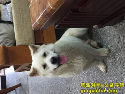 广東中山南区 走失狗，它是一只非常可爱的宠物狗狗，希望它早日回家，不要变成流浪狗。