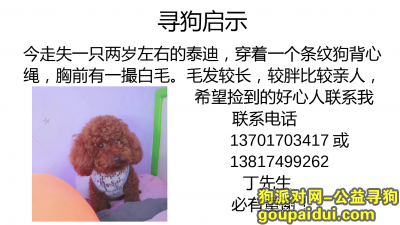 【上海找狗】，长宁区中山公园龙之梦武夷路附近丢失一只泰迪，有偿寻找！！，它是一只非常可爱的宠物狗狗，希望它早日回家，不要变成流浪狗。