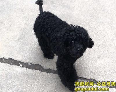 郑州找狗，急寻黑色泰迪????急急急，它是一只非常可爱的宠物狗狗，希望它早日回家，不要变成流浪狗。