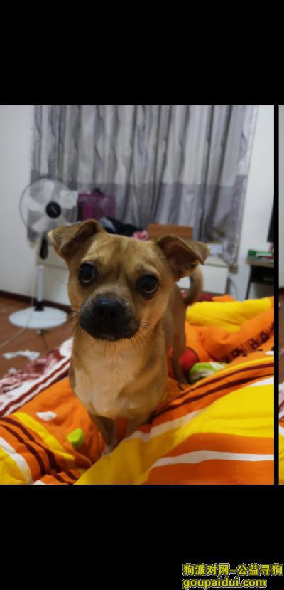 宜宾寻狗启示，宜宾南岸丢失我的爱犬新宝，它是一只非常可爱的宠物狗狗，希望它早日回家，不要变成流浪狗。