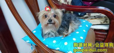 【上海捡到狗】，领狗启示 骗子勿打扰～，它是一只非常可爱的宠物狗狗，希望它早日回家，不要变成流浪狗。