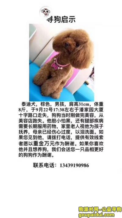 【北京找狗】，寻找爱犬卷卷，一万元，它是一只非常可爱的宠物狗狗，希望它早日回家，不要变成流浪狗。