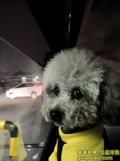 【广州找狗】，天河棠东丢失灰色贵宾，它是一只非常可爱的宠物狗狗，希望它早日回家，不要变成流浪狗。