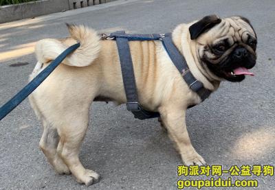 上海丢狗，上海青浦赵巷巴哥已找到，它是一只非常可爱的宠物狗狗，希望它早日回家，不要变成流浪狗。