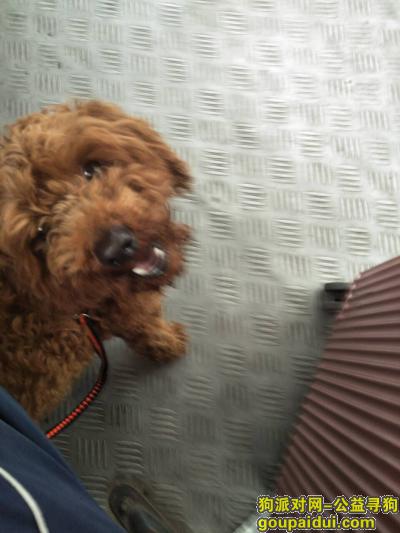 台州寻狗启示，椒江的朋友麻烦看一下，它是一只非常可爱的宠物狗狗，希望它早日回家，不要变成流浪狗。