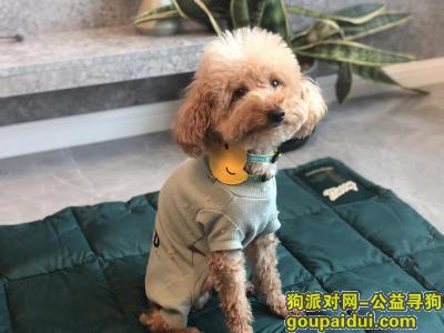 上海寻狗，找狗—浅黄色泰迪 身穿浅绿色衣服，它是一只非常可爱的宠物狗狗，希望它早日回家，不要变成流浪狗。