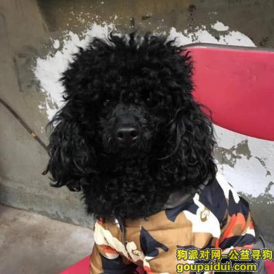 【福州找狗】，2019.4.10晚黑色泰迪走失急！！！，它是一只非常可爱的宠物狗狗，希望它早日回家，不要变成流浪狗。