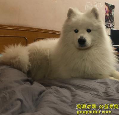 上海普陀区桃浦新村丢失了一条萨摩耶，它是一只非常可爱的宠物狗狗，希望它早日回家，不要变成流浪狗。