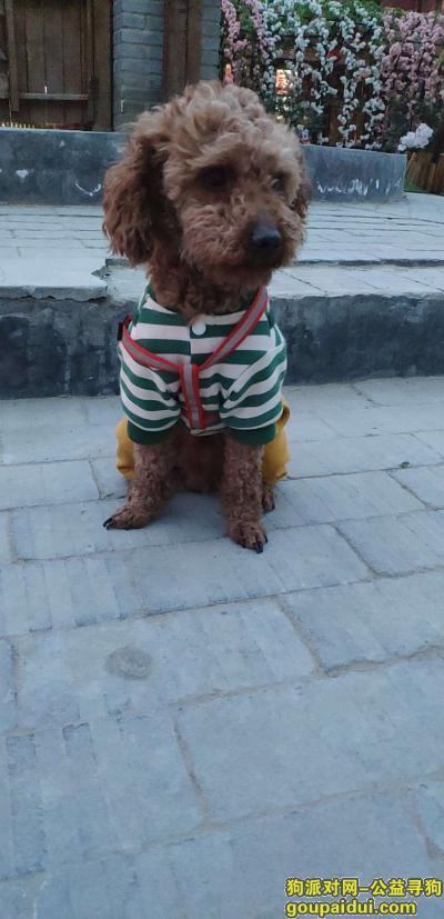 郑州寻狗启示，希望豆豆早日回家谢谢大家，它是一只非常可爱的宠物狗狗，希望它早日回家，不要变成流浪狗。
