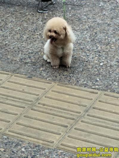 【大连找狗】，大连市甘井子山东路富强路红绿灯附近，它是一只非常可爱的宠物狗狗，希望它早日回家，不要变成流浪狗。