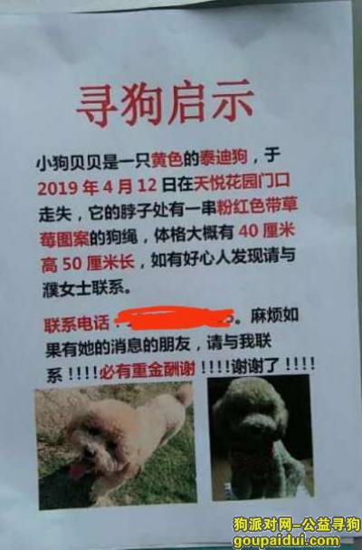 南京丢狗，南京栖霞天悦花园门口黄色泰迪，它是一只非常可爱的宠物狗狗，希望它早日回家，不要变成流浪狗。
