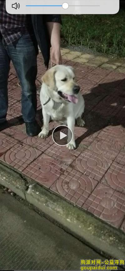 【南昌找狗】，在南昌高新区创业一路收留一只成年拉布拉多，它是一只非常可爱的宠物狗狗，希望它早日回家，不要变成流浪狗。