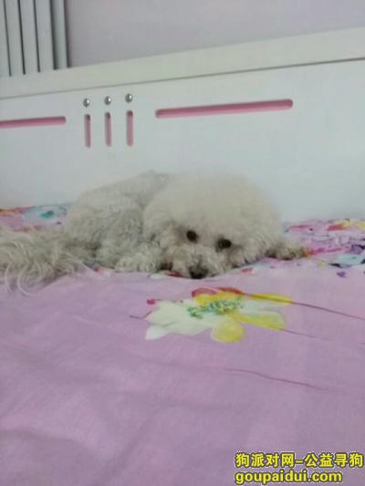 【天津找狗】，寻狗启示，4月13日晚七点左右丢失白色比熊一只，它是一只非常可爱的宠物狗狗，希望它早日回家，不要变成流浪狗。