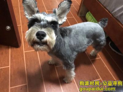 4月13日深圳西丽走失一只雪纳瑞，它是一只非常可爱的宠物狗狗，希望它早日回家，不要变成流浪狗。