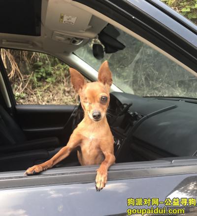 【上海找狗】，走失一只独眼小鹿犬！，它是一只非常可爱的宠物狗狗，希望它早日回家，不要变成流浪狗。