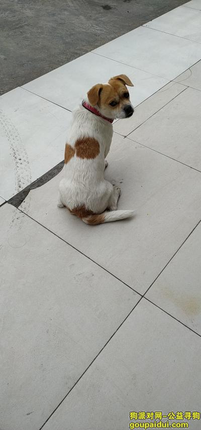 【重庆找狗】，寻找狗狗重庆涪陵杨家花园走失，它是一只非常可爱的宠物狗狗，希望它早日回家，不要变成流浪狗。