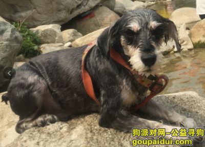 【西安找狗】，重金寻狗 雪纳瑞 8岁 急，它是一只非常可爱的宠物狗狗，希望它早日回家，不要变成流浪狗。