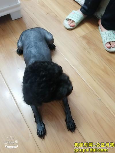重庆找狗，杨家坪电厂丢了一只黑色的泰迪，它是一只非常可爱的宠物狗狗，希望它早日回家，不要变成流浪狗。