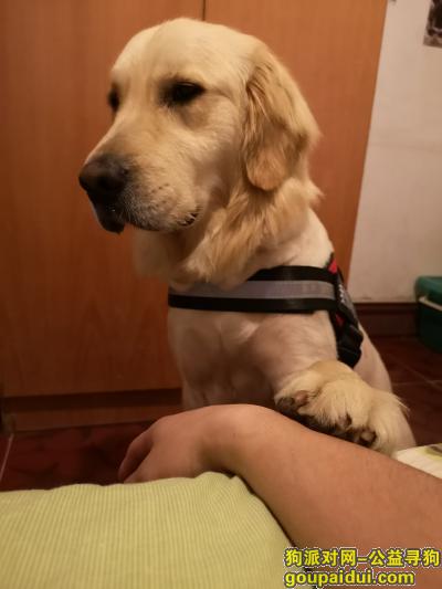 朋友在汉阳捡到金毛一只，除了脚，头，尾巴，身上都被剃光了，它是一只非常可爱的宠物狗狗，希望它早日回家，不要变成流浪狗。