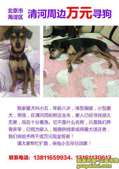 【北京找狗】，北京海淀区清河万元寻找田园犬，它是一只非常可爱的宠物狗狗，希望它早日回家，不要变成流浪狗。
