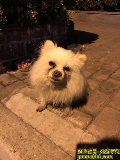 上海捡到狗，寻主人：白博美找主人或领养，静安区西藏北路、中华兴路路口，它是一只非常可爱的宠物狗狗，希望它早日回家，不要变成流浪狗。