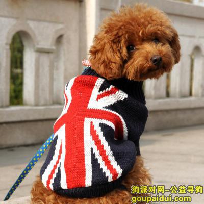 【上海找狗】，万元找狗,狗狗对我们非常的重要，它是一只非常可爱的宠物狗狗，希望它早日回家，不要变成流浪狗。