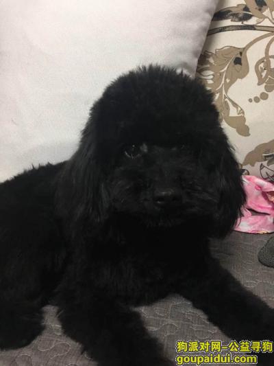 【武汉找狗】，寻找黑色泰迪狗狗糖果，它是一只非常可爱的宠物狗狗，希望它早日回家，不要变成流浪狗。