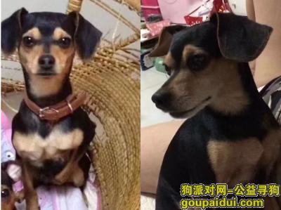 【北京找狗】，北京海淀区清河酬谢一万元寻找田园犬，它是一只非常可爱的宠物狗狗，希望它早日回家，不要变成流浪狗。