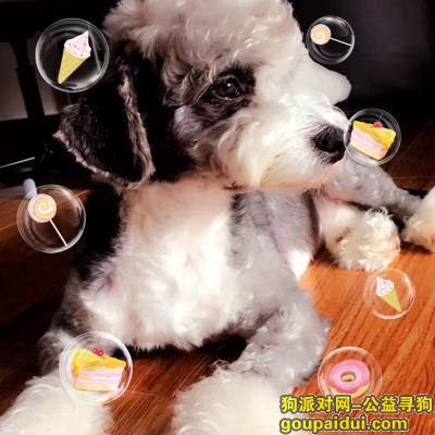【北京找狗】，北京 西城区 新街口 雪纳瑞串串 求助，它是一只非常可爱的宠物狗狗，希望它早日回家，不要变成流浪狗。