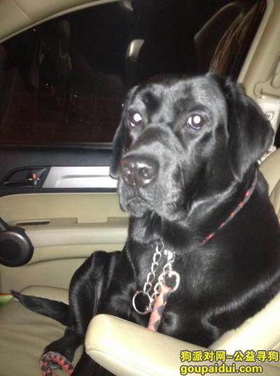 邢台寻狗启示，黑色拉布拉多2019.04.17于邢台南宫普彤寺门口走失，它是一只非常可爱的宠物狗狗，希望它早日回家，不要变成流浪狗。