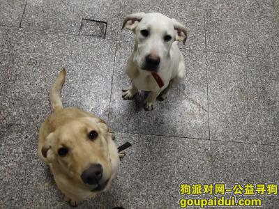 【哈尔滨找狗】，白色拉布拉多犬7个月左右，希望帮忙寻找，它是一只非常可爱的宠物狗狗，希望它早日回家，不要变成流浪狗。