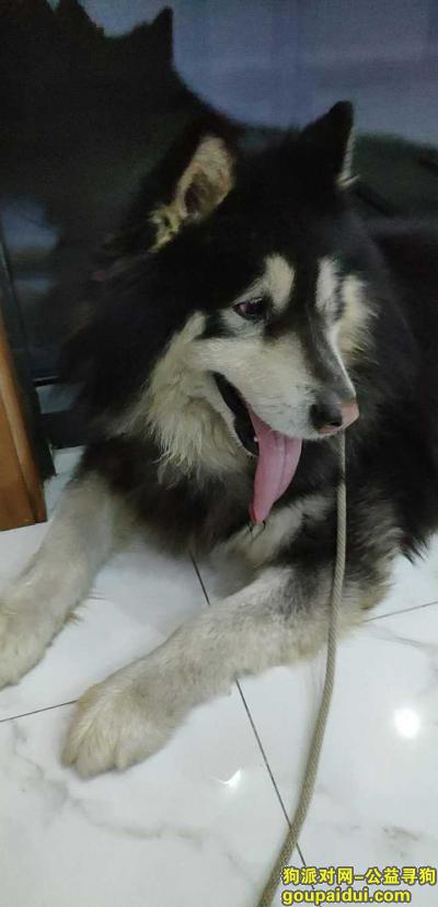 青岛捡到狗，城阳 杨埠寨 世纪公园 捡到 阿拉斯加，它是一只非常可爱的宠物狗狗，希望它早日回家，不要变成流浪狗。