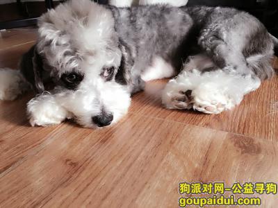 北京西城区 新街口雪纳瑞串串，它是一只非常可爱的宠物狗狗，希望它早日回家，不要变成流浪狗。