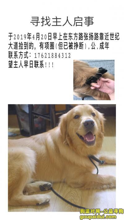【上海捡到狗】，东方路张扬路金毛寻主人，它是一只非常可爱的宠物狗狗，希望它早日回家，不要变成流浪狗。