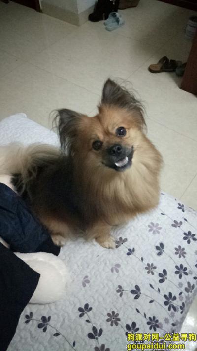 深圳找狗，他的名字叫淘淘， 有谁看到过他吗 ?，它是一只非常可爱的宠物狗狗，希望它早日回家，不要变成流浪狗。