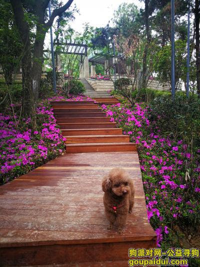 【南京找狗】，寻找棕色雌性小泰迪。，它是一只非常可爱的宠物狗狗，希望它早日回家，不要变成流浪狗。