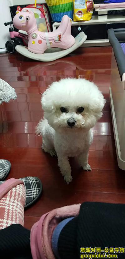 芜湖中央城附近丢失白色比熊犬，它是一只非常可爱的宠物狗狗，希望它早日回家，不要变成流浪狗。