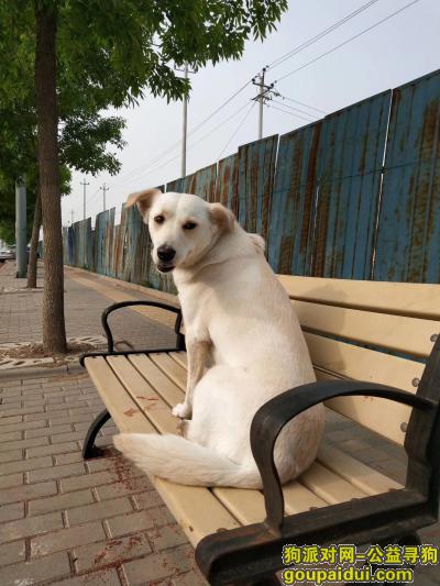 北京大兴区御园小区寻狗，它是一只非常可爱的宠物狗狗，希望它早日回家，不要变成流浪狗。