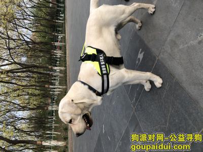 北京朝阳区十八里店附近丢失爱犬，三天三夜了，寝食难安，望知情者联系，它是一只非常可爱的宠物狗狗，希望它早日回家，不要变成流浪狗。