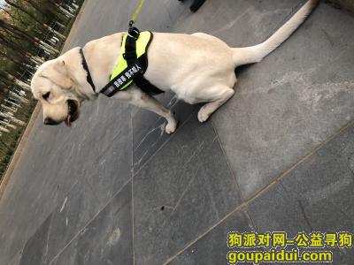 乳白色拉布拉多成年公犬，在北京朝阳区张家店附近丢失，主人寝食难安，它是一只非常可爱的宠物狗狗，希望它早日回家，不要变成流浪狗。