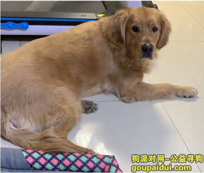 【北京找狗】，金毛走失归还重谢5000元，它是一只非常可爱的宠物狗狗，希望它早日回家，不要变成流浪狗。