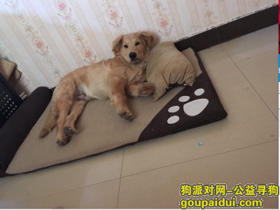 【西安找狗】，西安市莲湖区梨园路酬谢五千元寻找金毛，它是一只非常可爱的宠物狗狗，希望它早日回家，不要变成流浪狗。