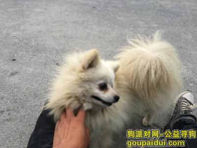南京寻狗启示，急寻白色银狐犬，不想再错过，它是一只非常可爱的宠物狗狗，希望它早日回家，不要变成流浪狗。