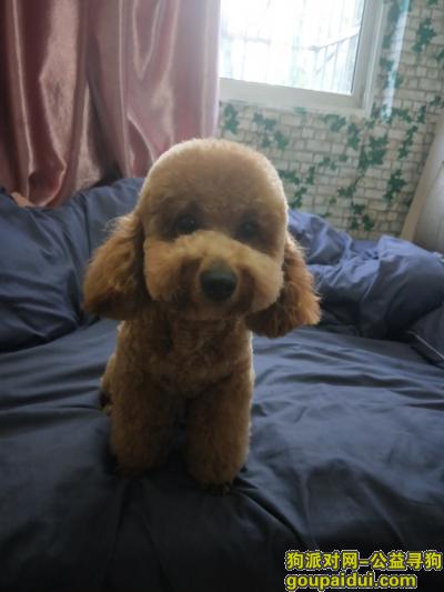 闵行区沈杜公路地铁站附近棕色泰迪，它是一只非常可爱的宠物狗狗，希望它早日回家，不要变成流浪狗。